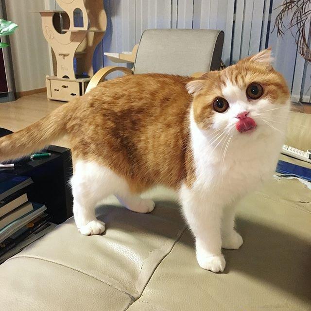 养猫的注意了,猫咪学会了这个,家里被盗的话很可能是有内鬼