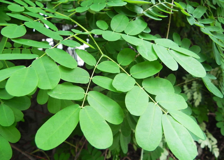 不过这牛王刺还是不要随意使用为好,避免出问题.