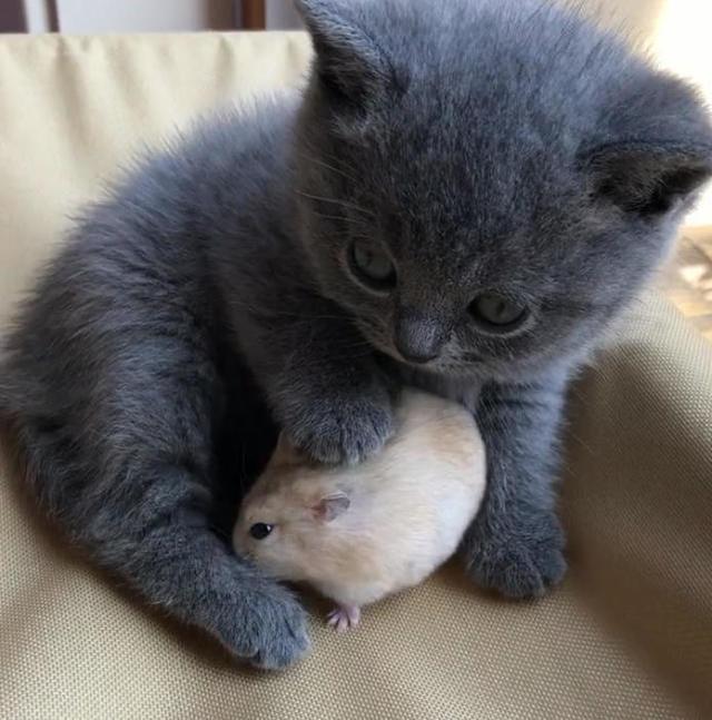 主人给猫准备了仓鼠,可以进来看看这篇文章