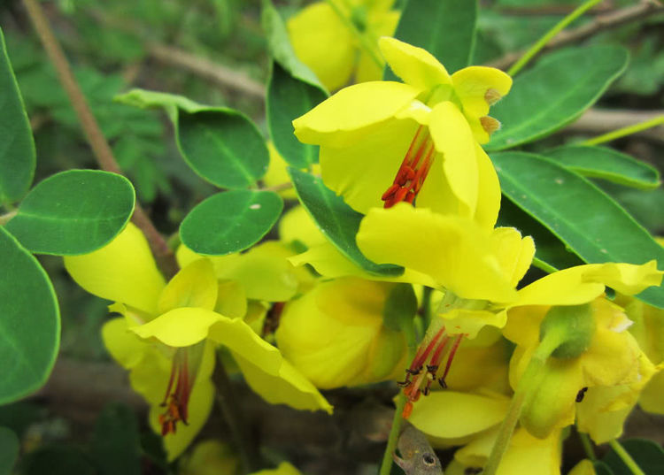 如果说在农村什么野生植物让农民朋友讨厌,应该就是那些带刺的植物了!