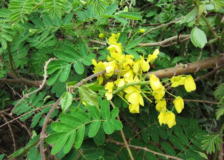 农村这种怪树很常见,农民见了一般会砍掉,还有用来泡酒喝!