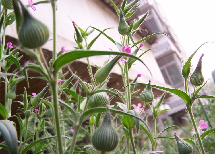这种野菜名字嚣张霸气,不仅能吃还是通乳下奶的良药