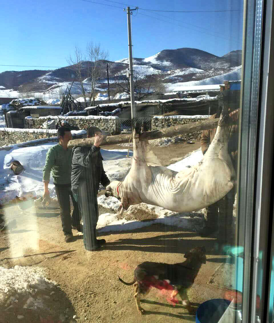 德国杀猪方式与中国的不同,你知道差异在哪里吗?