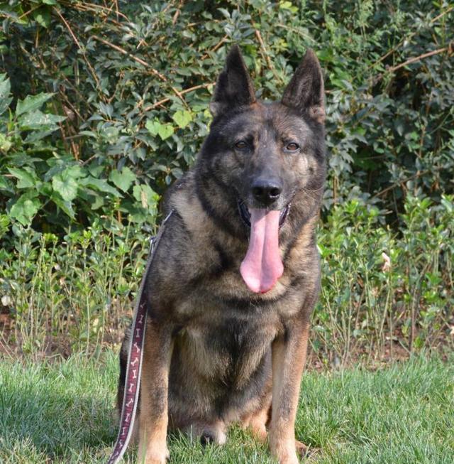 国内搜救犬品种有哪些