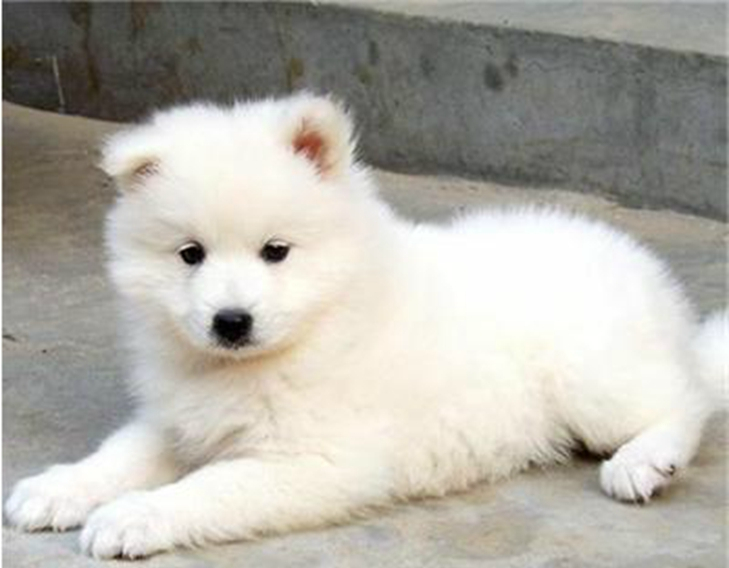 假如可以免费领养一只小狗崽,你会选哪一只,除图5我都想要