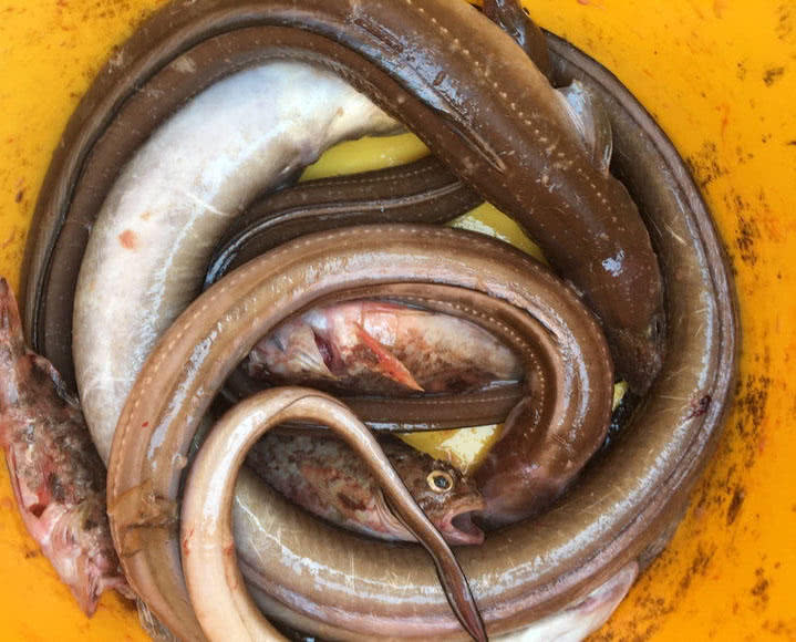 胶州湾钓海鳗此鱼头尖眼小齿密尖利