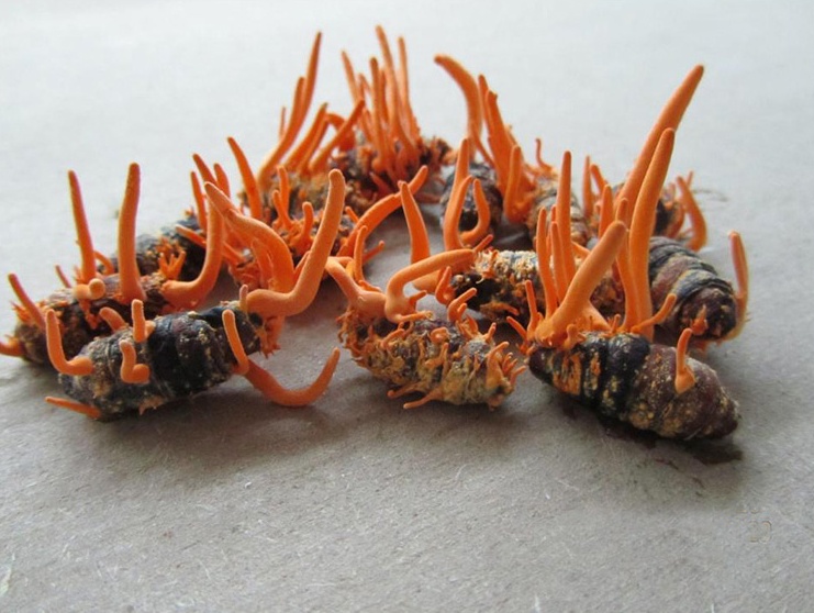 一半是虫一半是花俗称不老草价格极为昂贵500元买半斤