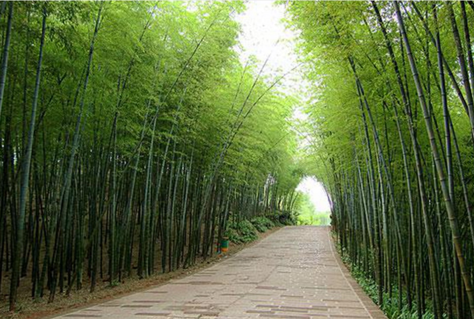 中国最美避暑胜地,一片竹的海洋,超级的天然氧吧