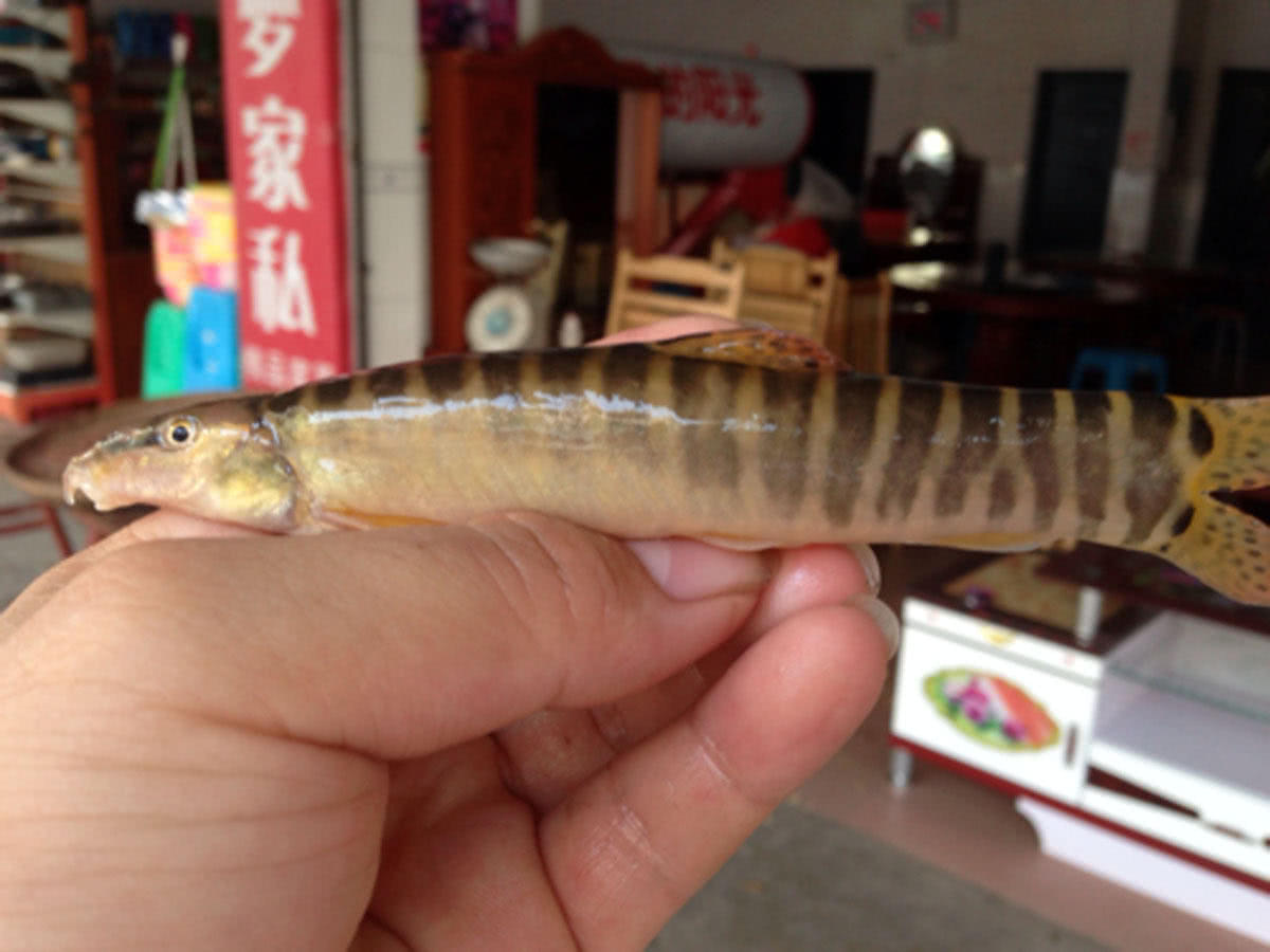 短短的身材胖胖的身体全身布满花纹此鱼名叫花泥鳅