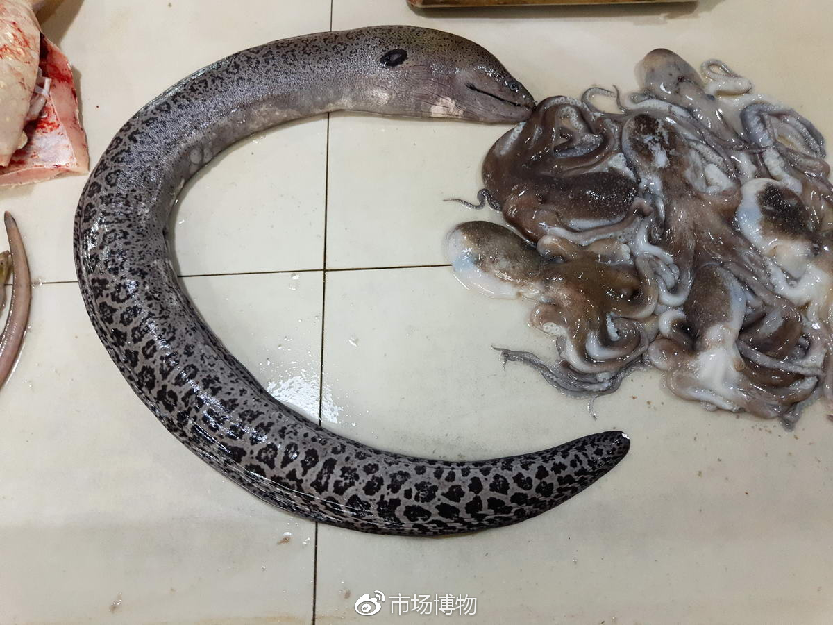 5.黄鱼,斑鰶或花鰶,4元,新鲜又便宜.