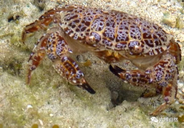 螃蟹中的眼镜蛇蟹有谁敢做第一个吃埋扇蟹的人