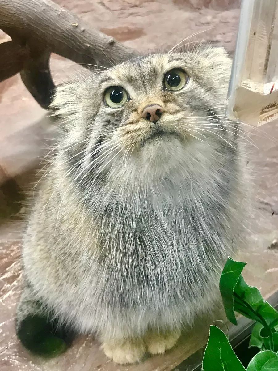 兔狲堪称动物界的表情包扛把子,不接受任何反驳|兔狲|表情包|藏狐