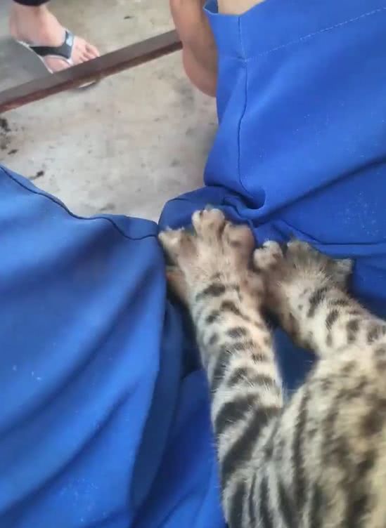 猫咪在男主人身上踩奶,只是踩的位置有点特别,男不能养猫啊