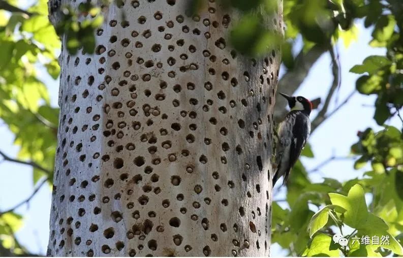 最喜欢存粮食的鸟橡树啄木鸟每年存储成千上万的橡子