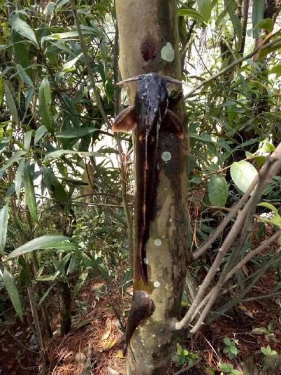 在腾冲槟榔江有一种会上树的鱼,叫做"石扁头"