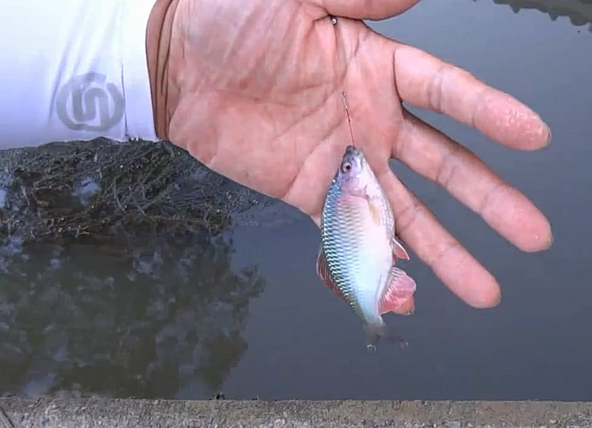 男子钓鱼收获罕见"屎广皮",油炸后鲜香酥脆,城里一斤卖60