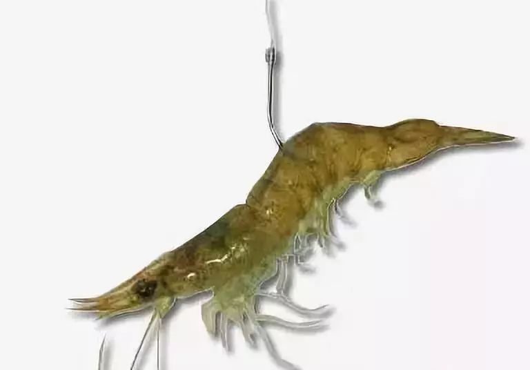 再也不用担心饵料挂钩了,图解挂饵方法大全!