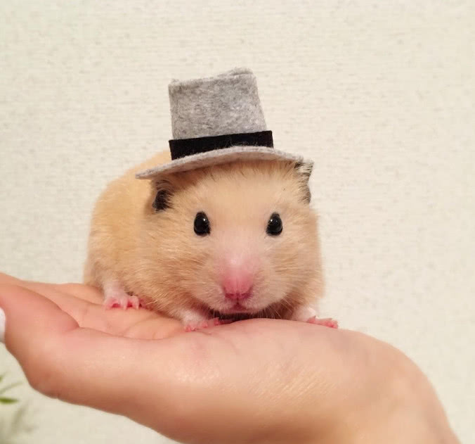 粮食|仓鼠|嘴巴_新浪新闻