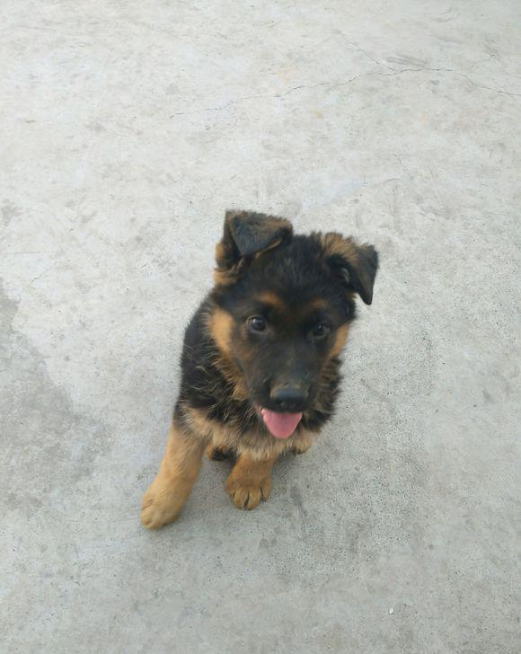 第一次养德牧不知道这个怎么样50多天了逮啥咬啥怎么治