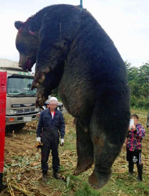 巨型野兽袭击村落,无惧火焰,撕咬并吃下受害者,骇人听闻|巨熊|棕熊
