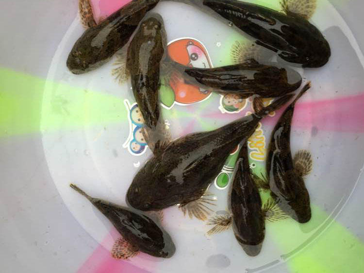 此鱼因憨而得名土憨巴但是肉却挺好吃