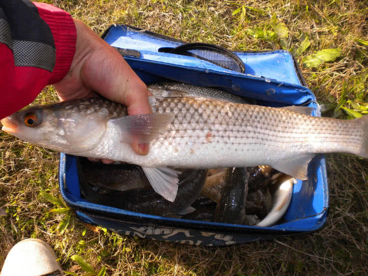 海鲻鱼个体也是极为可观,最大可达5千克左右,500克到2500克左右的更是
