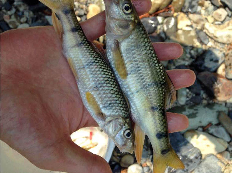 溪流里最多的就是这种光唇鱼误食了鱼籽可能引发腹泻