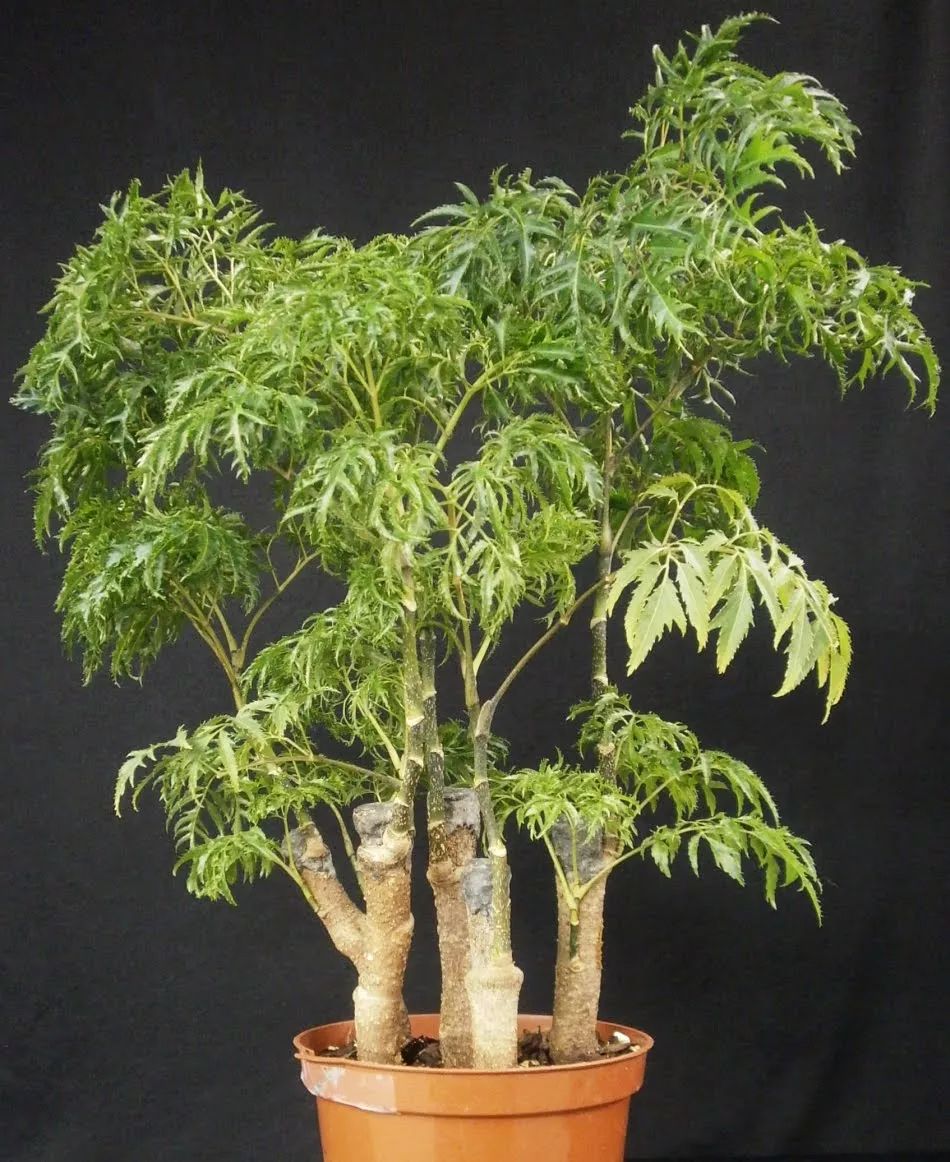 特别适合摆放在客厅的福禄桐原来还有不同类型的叶子