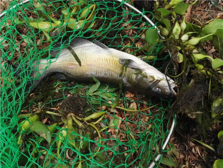 生长快,肉质好,这鱼叫叉尾鮰,钓鱼人非常喜欢它