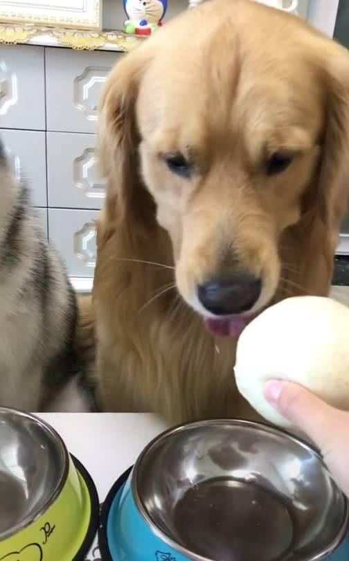 金毛心里苦看到哈士奇和老婆吃的都是大鸡腿而它却是大馒头