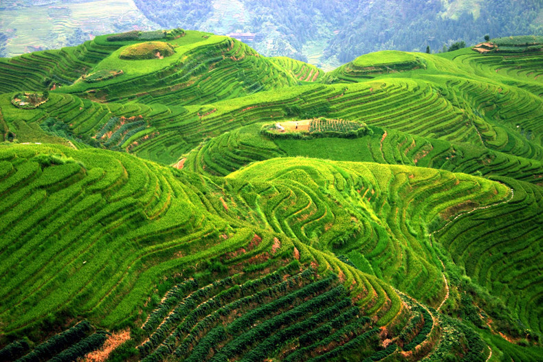 如果去旅游的话云南元阳梯田和广西龙脊梯田哪个更好