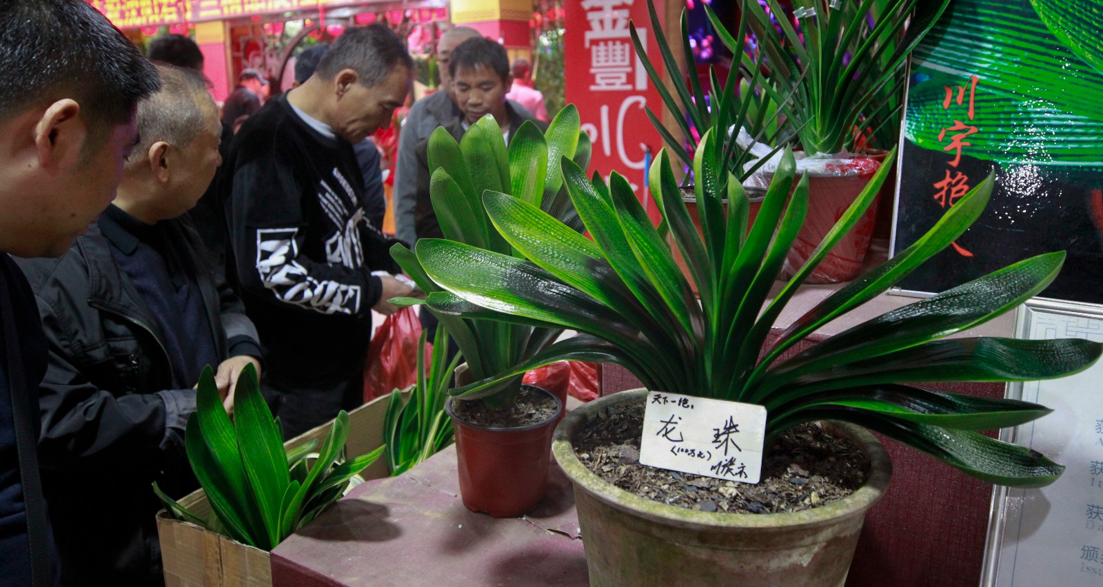 开眼了标价100万君子兰亮相沈阳引围观只敢远看不敢近摸