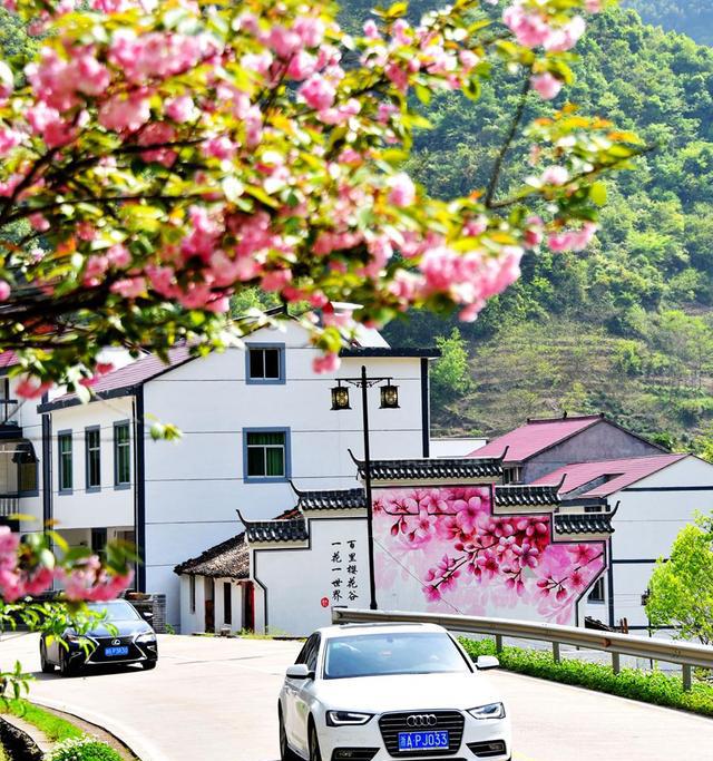 浙江磐安:百里"樱花谷"花盛开