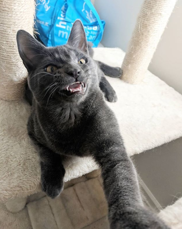 混世黑猫超凶,拍个照都不行,意外的一面惹网友笑喷:傲娇毁一生