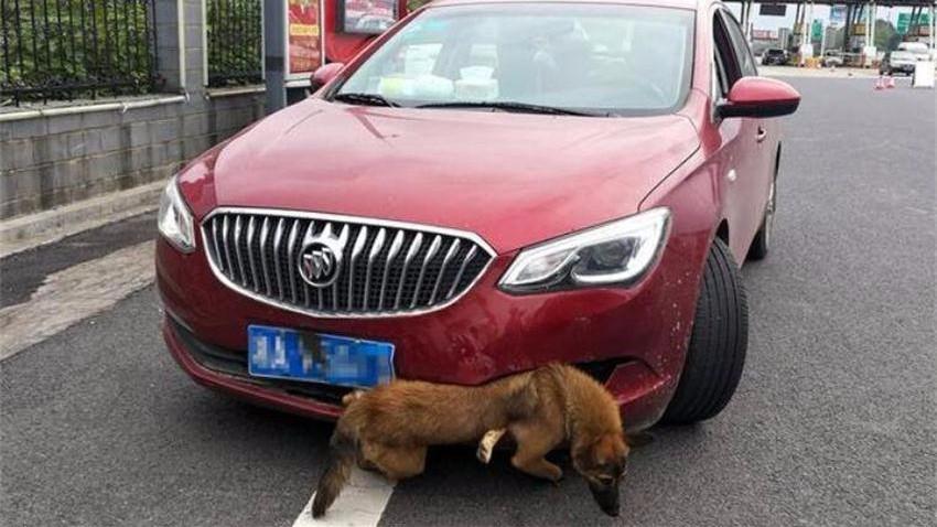 小伙农村开车撞死狗遭索赔2000元,保险会赔吗,学学老司机的经验