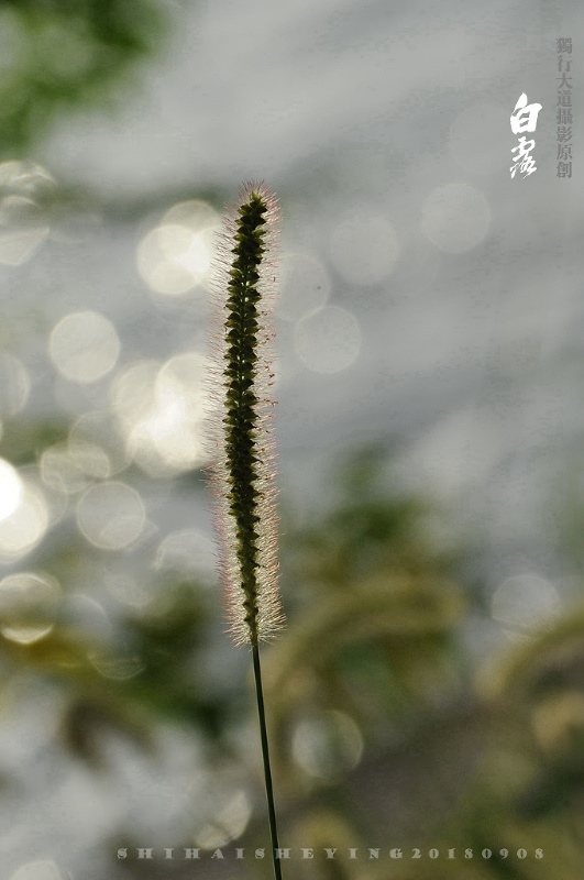 戊戌白露特辑中国图库tukuchina微相册