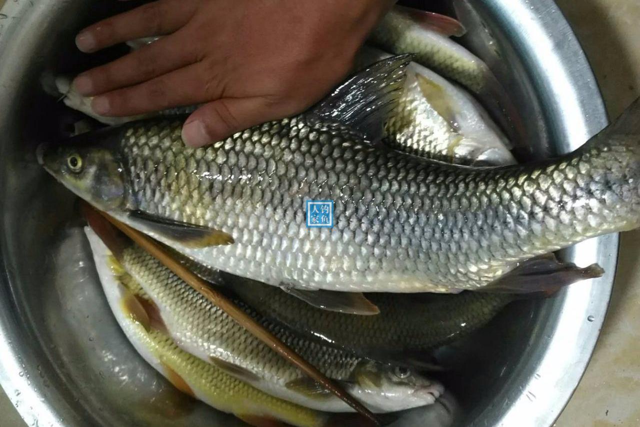 云雾深山,泉水溪流爆钓6斤溪水鱼,收获一条2斤的巨型"赤尾鱼"