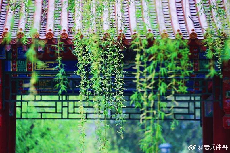 碧玉妆成一树高，万条垂下绿丝绦。不知细叶谁裁出，二月春风似剪刀|碧玉妆|绦|剪刀_新浪新闻