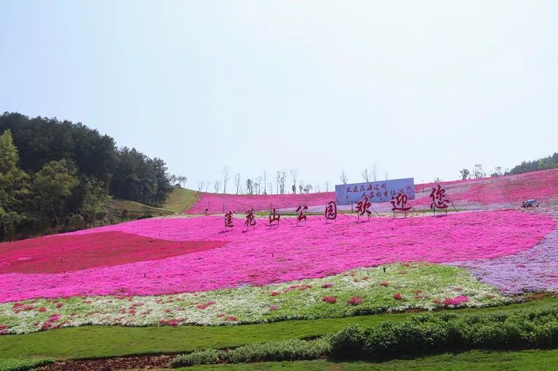 遵义城区竟然藏了这么大一片花海,关键还是免费|莲花山|花海|冲击