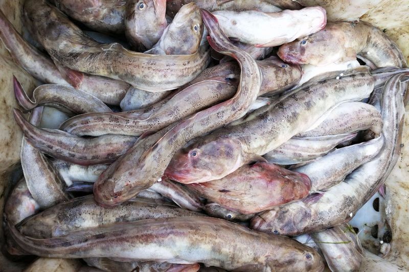 还好有这新鲜的粘逛鱼,10块钱一斤,炖个豆腐还是可以的.