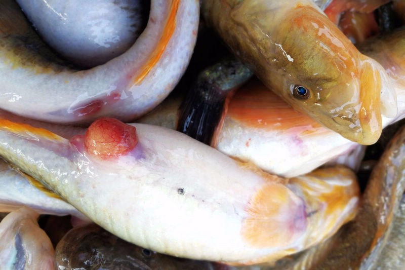 高昂呈上升趋势 开捕时间太短近海又缺货|海鲜|大集|鲅鱼_新浪新闻