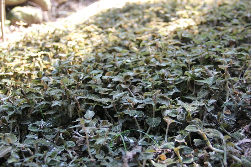 药用功能::咯血,支气管炎,肾炎,膀胱炎,肺炎,糖尿病,血尿,小儿急惊风