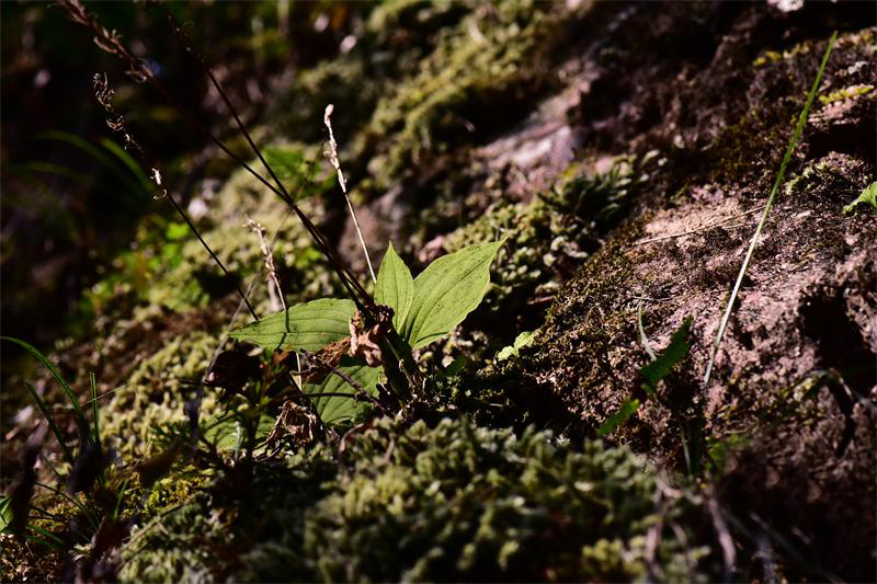 农村山里这种野草,它曾是民间止血"神器",人称"见血青"
