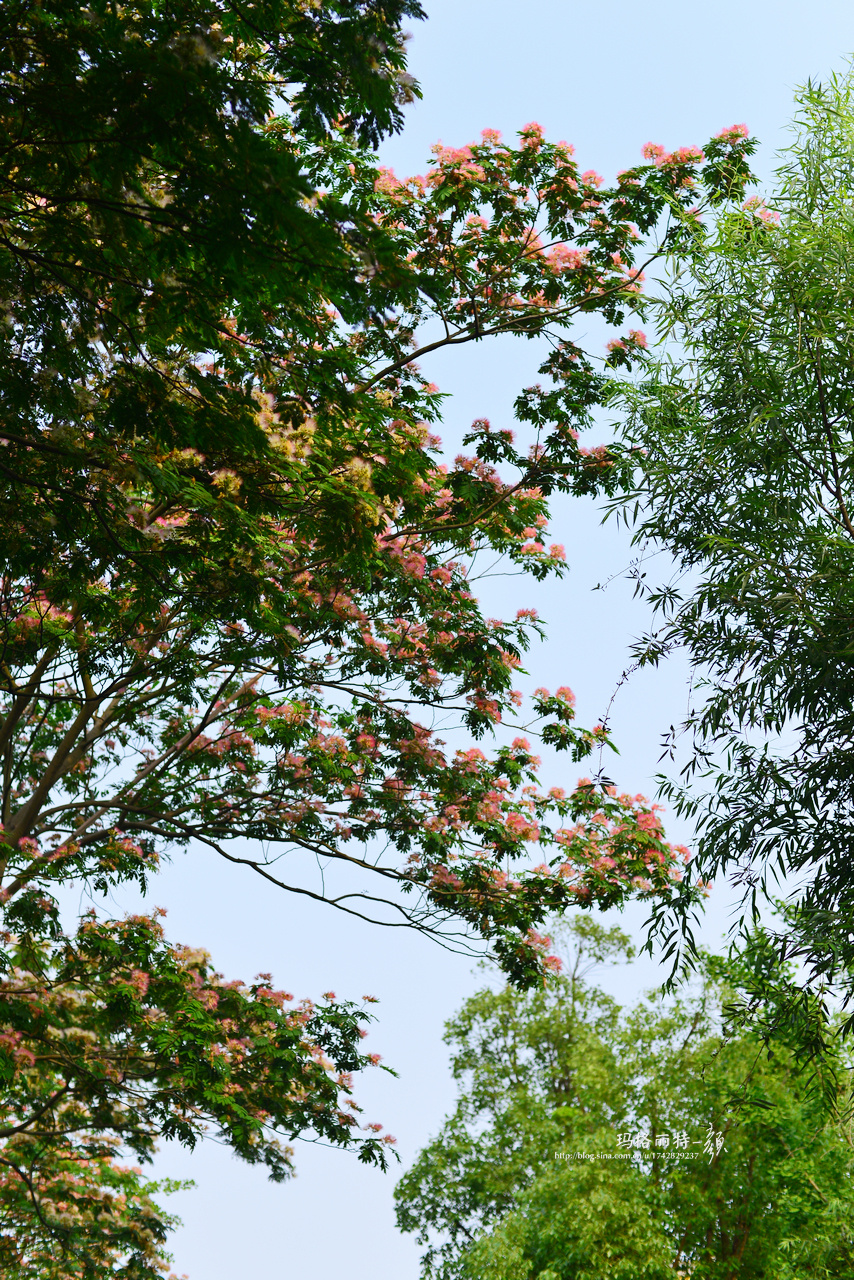 合欢树一直就是爱极了爱极了这个小花啊喜欢它的香味