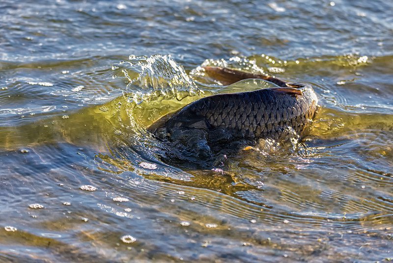 鲤鱼乱跳就是不咬钩?轻松几招就搞定