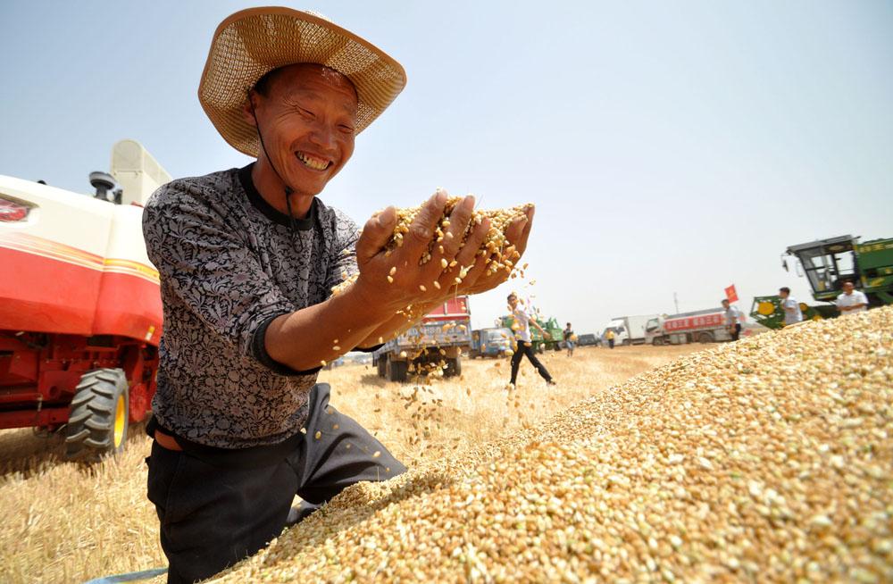 农民伯伯捧着收获的小麦,脸上绽放出丰收的喜悦.