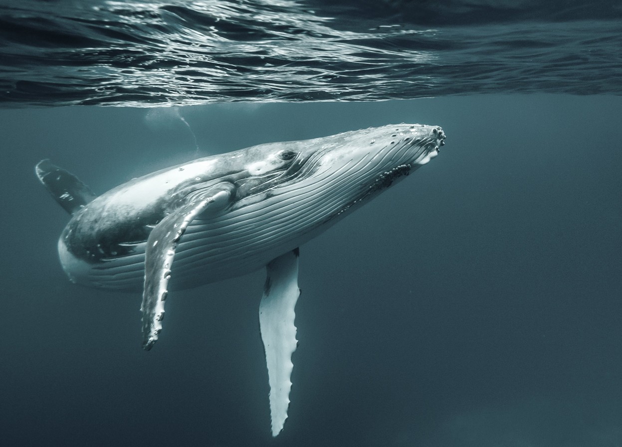 海洋中四种独特的哺乳动物，你见过哪一种？|海洋|库维尔|象海豹_新浪新闻