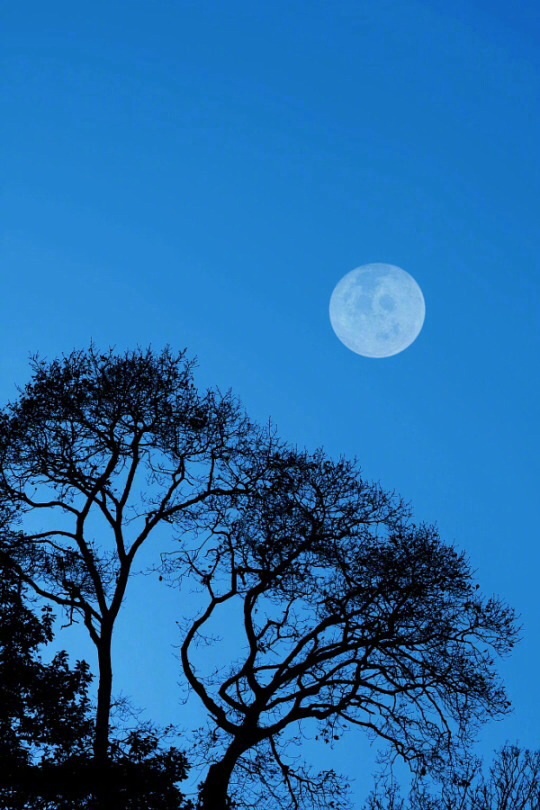 惟有清风与明月晚安_新浪看点