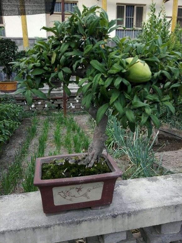 木瓜盆景怎么养护?想要结果,还得注意这些问题!