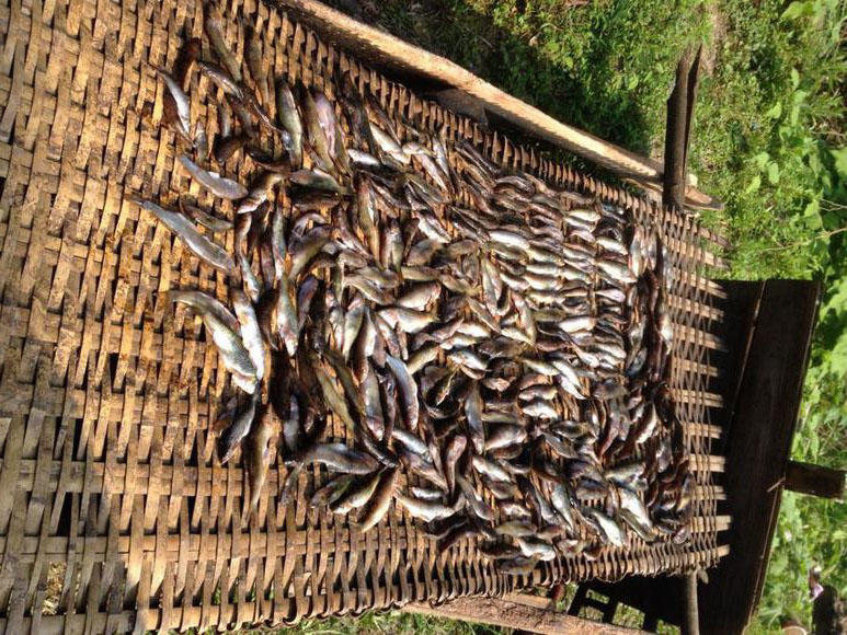 此鱼因憨而得名土憨巴但是肉却挺好吃